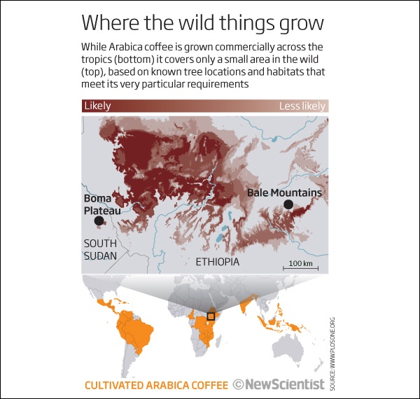 Кофе культивируется во многих тропических странах, но в диком виде встречается только в определённых областях Эфиопии и Судана.