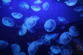У побережья Австралии появились смертельно ядовитые медузы
