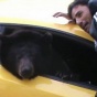 По улицам Лос-Анджелеса прокатился медведь в Lamborghini