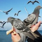 Британку оштрафовали за кормление голубей