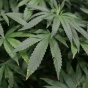 В Германии легализируют продажу марихуаны