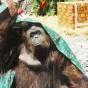 В Аргентине признали право орангутанга на личную свободу
