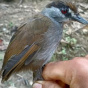 Считавшаяся вымершей птица найдена на острове Борнео впервые за 170 лет