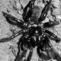 Умер самый старый в мире паук
