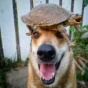 Одиннадцатилетний пес любит демонстрировать чудеса балансировки (ФОТО)