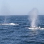 Почему у кита бьет фонтан?
