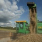 Украину ждет рекордный урожай пшеницы &ndash; USDA
