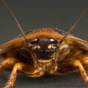 Ученые выяснили, что тараканы помнят яды времен динозавров