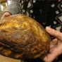 Калининградские полицейские нашли тайник с пятью тоннами янтаря