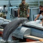 Как готовят самых необыкновенных солдат - боевых дельфинов (ФОТО)