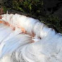 Фантастические «ледяные волосы» образуются в лесах (ФОТО)