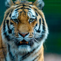 В Индонезии две тигрицы убили смотрителя зоопарка и вырвались на свободу