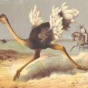 Странная история о большой краже страусов 1911 года (ФОТО)