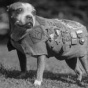 ТОП-10 невероятных историй о героических собаках на войне (ФОТО)