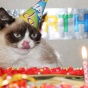 Grumpy Cat отметила первый день рождения