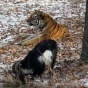 Приморский сафари-парк опроверг слухи о сексуальной связи Тимура и Амура