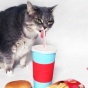 ?В сети появились снимки живого двойника кошки Pushee (фото)