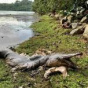Жительница Сингапура нашла на берегу водоема похожее на доисторического монстра существо