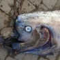На калифорнийском пляже уже второй раз нашли рыбу-ремень (ФОТО)