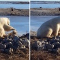 Удивительно нежная дружба белого медведя и пса (ФОТО)
