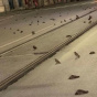 Праздничный фейерверк убил сотни птиц в Риме