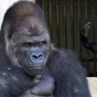 Самый красивый самец гориллы в мире стал любимцем женщин в Японии
