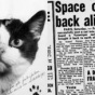 Тайная история первой кошки в космосе (ФОТО)