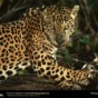 Большие кошки от National Geographic (ФОТО)