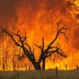 Сквозь огненное пекло: австралиец снял свой проезд через горящий лес (ФОТО)