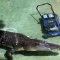 Крокодил Элвис украл газонокосилку у сотрудника зоопарка