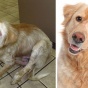 Бездомные собаки до и после обретения семьи (ФОТО)
