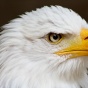 Почему белоголовых орланов всегда фотографируют «в профиль» (ФОТО)