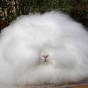 Самый пушистый кролик на свете (ФОТО)