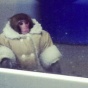 Канадская "обезьяна в пальто" проведет Рождество в приюте