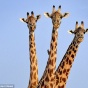 В Замбии трёхголовый жираф попал в кадр (ФОТО)