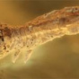 Найдена самая древняя гусеница планеты (ФОТО)