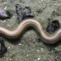 На канадском острове Ванкувер из песка выползли сотни червей размером со змею