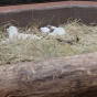 ?Накануне Нового года родились трое белых львят в зоопарке под Киевом (видео)