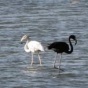 Необычная мутация: черный фламинго (ФОТО)