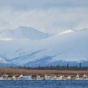 Северные олени оказались чемпионами по дальности миграций (ФОТО)
