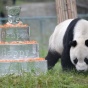 Гигантская панда напала на китайского ученого