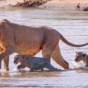 Уникальные кадры, как львица помогает львятам перейти реку
