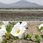Самые удивительные цветы в самой засушливой пустыне мира (ФОТО)