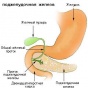 Создан универсальный аналог поджелудочной железы