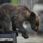 Из литовского кафе сбежал медведь
