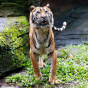 В американском штате Флорида тигр изувечил ухаживающую за ним пожилую волонтерку