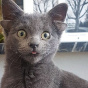 В Турции кот-мутант с четырьмя ушами стал звездой в сети и нашел дом