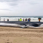 В Австралії берег заполонили 160 китів