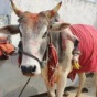 В Индии беременные прикасаются к пятой ноге бычка-мутанта, чтобы родить сыновей
