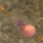 Редкие кадры: как выглядит эмбрион акулы? (ФОТО)